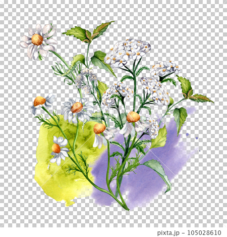 Bouquet of meadow medicinal flower, herb plants watercolor illustration isolated on white background. Daisy, chamomile, nettle, achillea millefolium hand drawn. Design for label, package, card Bouquet of meadow medicinal flower, herb plants watercolor illustration isolated on white background. Daisy, chamomile, nettle, achillea millefolium hand drawn. Design for label, package, card 105028610