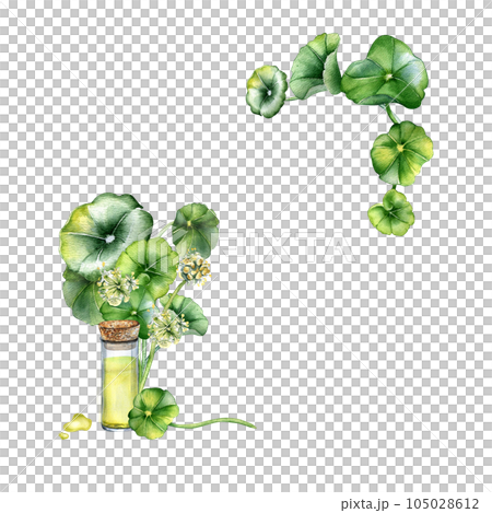 Frame of centella asiatica, essential oils watercolor illustration isolated on white. Pennywort, gotu kola herbal plants, glass bottle hand drawn. Design element for package, label, template Frame of centella asiatica, essential oils watercolor illustration isolated on white. Pennywort, gotu kola herbal plants, glass bottle hand drawn. Design element for package, label, template 105028612