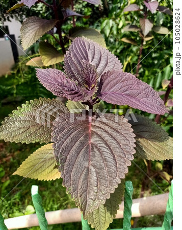Close up of beefsteak plant  105028624