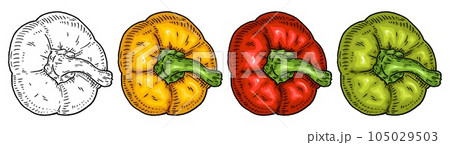 Sweet bell yellow, red, green pepper. Top view. Vintage hatching vector black illustration. Sweet bell yellow, red, green pepper. Top view. Vintage hatching vector black illustration. 105029503