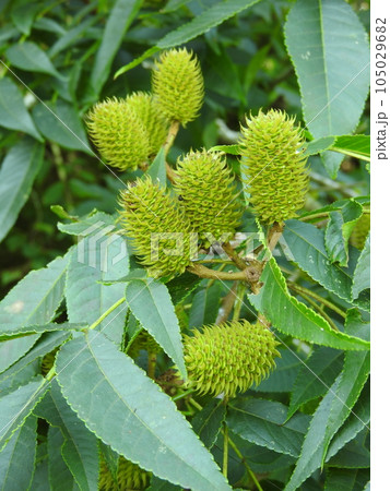 ノグルミの実 105029682
