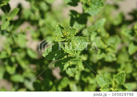 Moroccan mint Moroccan mint 105029798