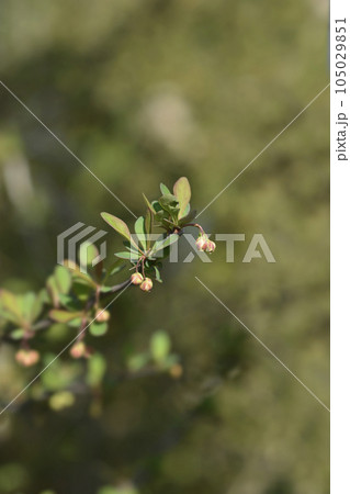 Japanese barberry 105029851