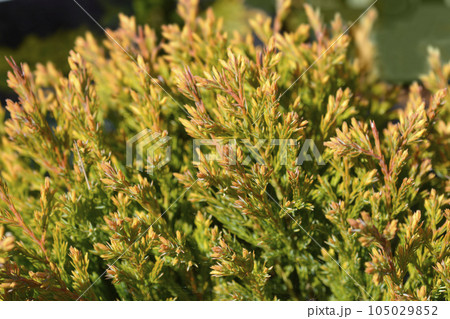 Creeping juniper Lime Glow Creeping juniper Lime Glow 105029852