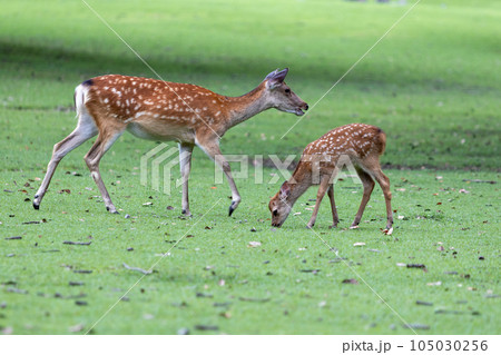 芝生の上にいる鹿 105030256