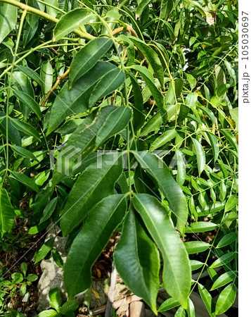 Close up of chinaberry tree plant 105030697