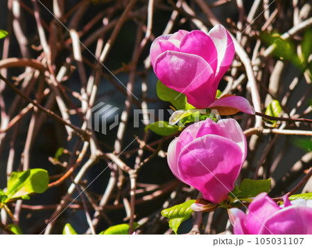 big flowers of purple magnolia. closeup nature background in early spring 105031107