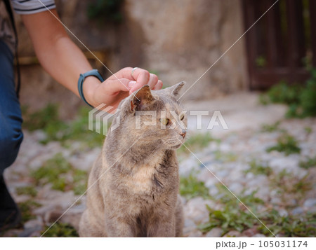 cute cats of the island of Rhodes cute cats of the island of Rhodes 105031174