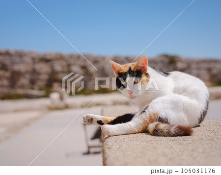 cute cats of the island of Rhodes cute cats of the island of Rhodes 105031176