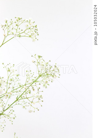 かすみ草 白い花(白背景・コピースペース・シンプル) かすみ草 白い花(白背景・コピースペース・シンプル) 105032024