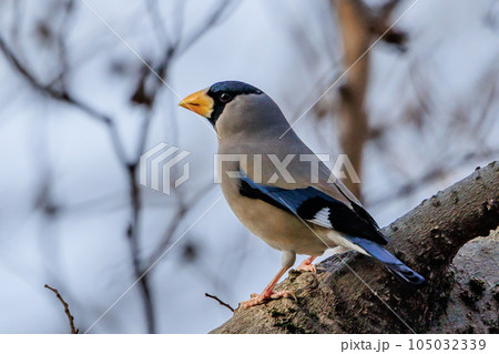 嘴で木の実を転がしたり回すようにした食べる鳥イカル 105032339