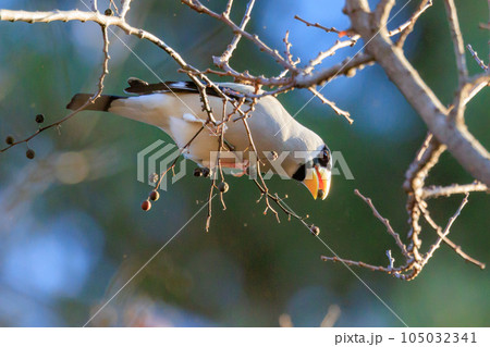 嘴で木の実を転がしたり回すようにした食べる鳥イカル 嘴で木の実を転がしたり回すようにした食べる鳥イカル 105032341
