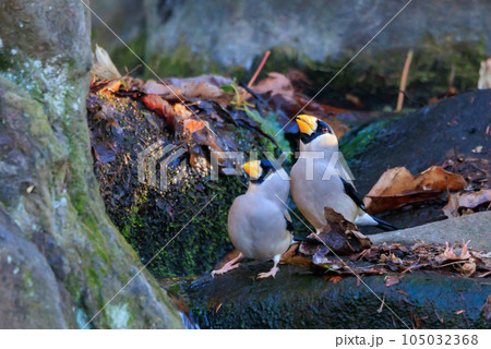 嘴で木の実を転がしたり回すようにした食べる鳥イカル 嘴で木の実を転がしたり回すようにした食べる鳥イカル 105032368