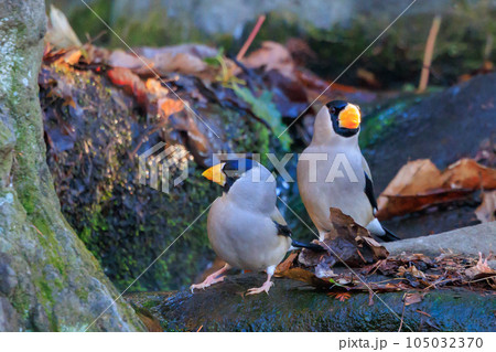 嘴で木の実を転がしたり回すようにした食べる鳥イカル 嘴で木の実を転がしたり回すようにした食べる鳥イカル 105032370