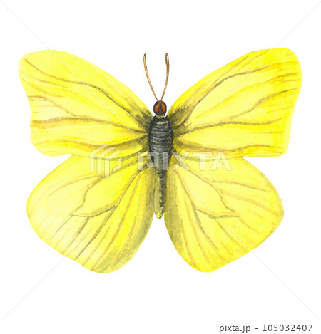 Watercolor illustration of a male yellow butterfly Gonepteryx rhamni. Made by hand on a white background 105032407