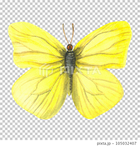 Watercolor illustration of a male yellow butterfly Gonepteryx rhamni. Made by hand on a white background 105032407