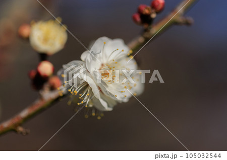 春を告げる花　ウメ 105032544