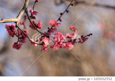 春を告げる花　ウメ 105032552
