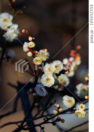 春を告げる花　ウメ 105032558