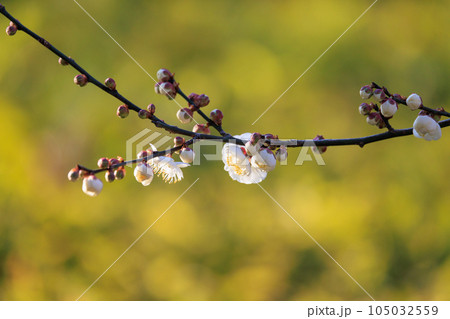 春を告げる花　ウメ 105032559
