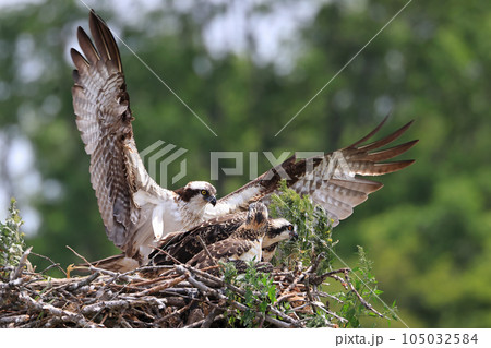 Osprey mother and chicks into the nest, Ontario, Canada 105032584