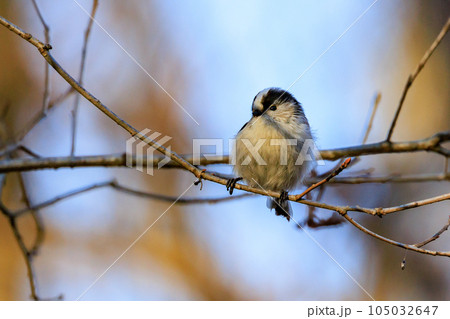 愛くるしい仕草で人気者の小さな白い鳥 エナガ 105032647