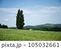 美瑛町のポプラの木と蕎麦畑 105032661