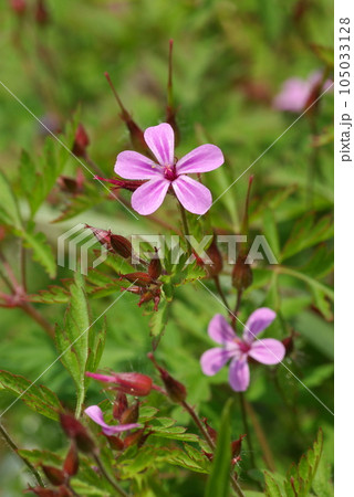 ヒメフウロの花 ヒメフウロの花 105033128