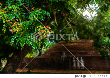 Tamarind flower and Ancient buddha figures in (SRI SUKHOT) temple is an ancient buddhist temple in Chan Palace is a Buddhist temple It is a major tourist attraction in Phitsanulok,Thailand. 105033343