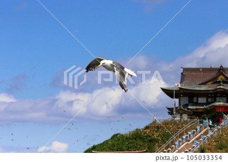 カモメ カモメ 海猫 105033354