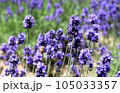 ラベンダーの花の蜜を吸うミツバチ 105033357
