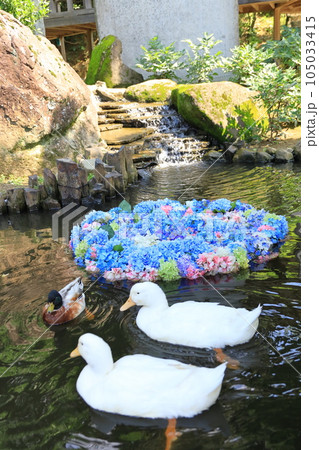 水中花とアヒル　茨城県雨引観音あじさい祭り 105033415
