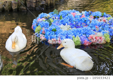 水中花とアヒル 茨城県雨引観音あじさい祭り 水中花とアヒル 茨城県雨引観音あじさい祭り 105033421