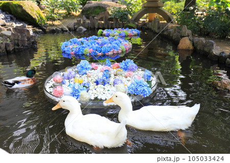 水中花とアヒル　茨城県雨引観音あじさい祭り 105033424