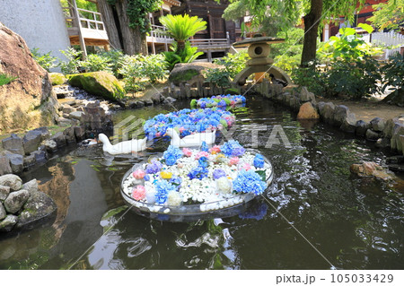 水中花とアヒル 茨城県雨引観音あじさい祭り 水中花とアヒル 茨城県雨引観音あじさい祭り 105033429