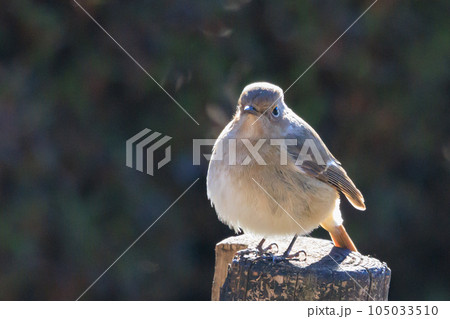 愛らしい仕草の冬鳥 ジョウビタキの雌 105033510