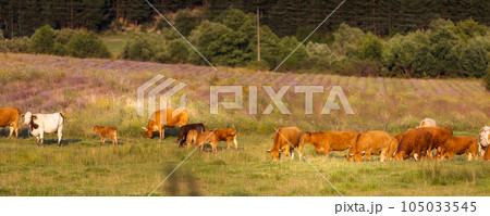 Herd of cows at summer green field banner 105033545
