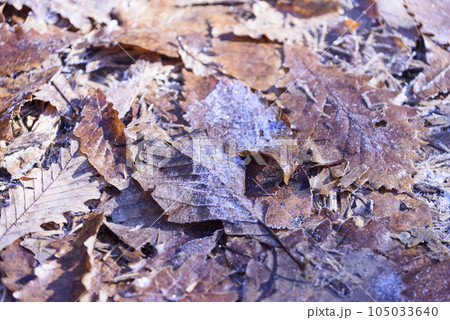 秋の糠平湖周辺の森 105033640