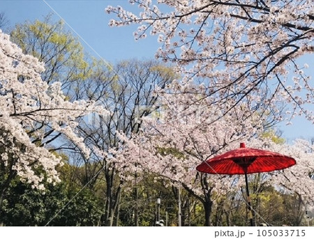 桜 桜 105033715