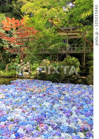 あじさいの水中華 105033840