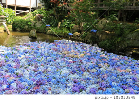 あじさいの水中華 105033849