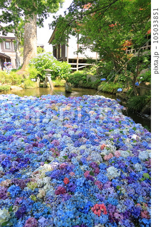 あじさいの水中華 あじさいの水中華 105033851