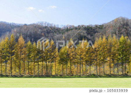 秋の十勝の紅葉風景 秋の十勝の紅葉風景 105033939