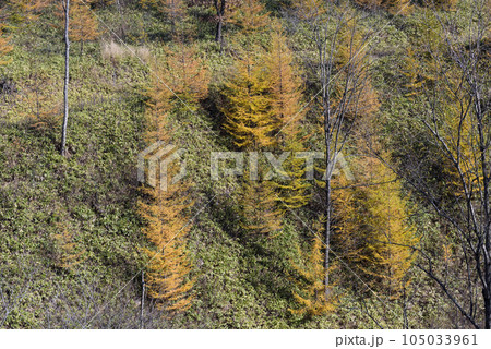 秋の十勝の紅葉風景 105033961