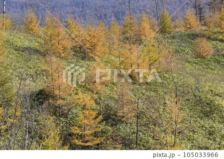 秋の十勝の紅葉風景 秋の十勝の紅葉風景 105033966