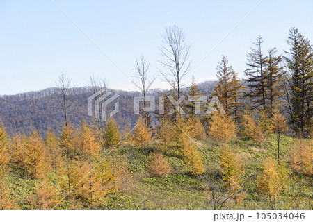 秋の十勝の紅葉風景 秋の十勝の紅葉風景 105034046
