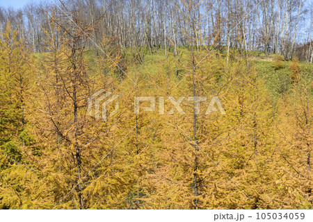 秋の十勝の紅葉風景 秋の十勝の紅葉風景 105034059