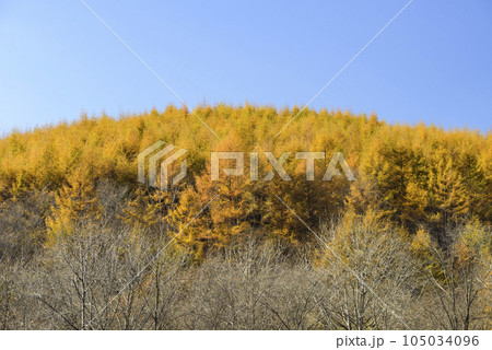 秋の十勝の紅葉風景 秋の十勝の紅葉風景 105034096
