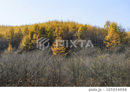 秋の十勝の紅葉風景 秋の十勝の紅葉風景 105034098