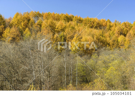 秋の十勝の紅葉風景 秋の十勝の紅葉風景 105034101